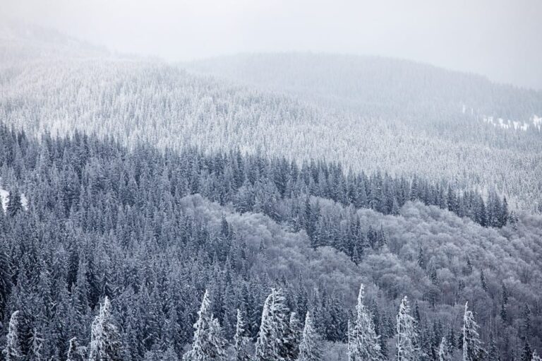 Snow-covered-trees-in-the-Smoky-Mountains