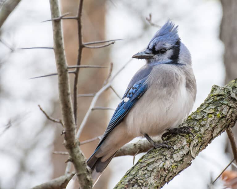 blue jay perched on tree in winter
